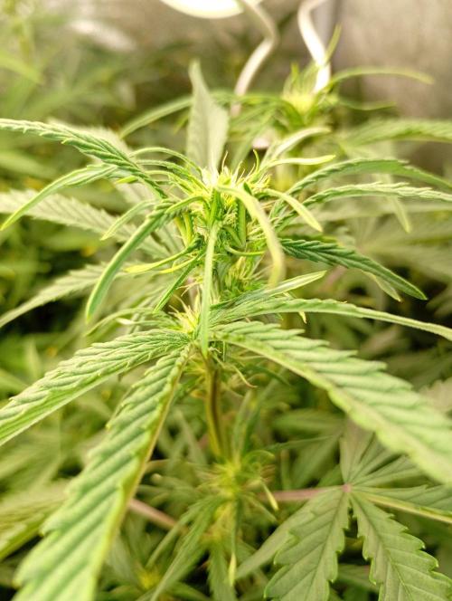 Mango Cherry Runtz Auto Fastbuds. Week 8