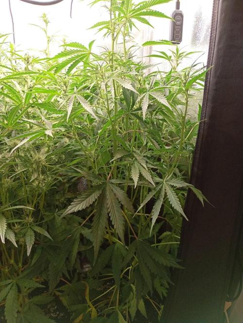 Mango Cherry Runtz Auto Fastbuds. Week 8
