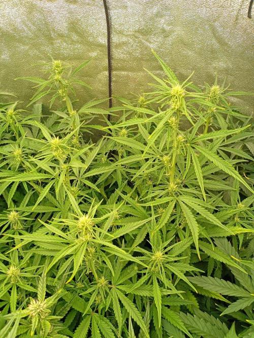 Apple Strudel Auto Fastbuds. Week 8