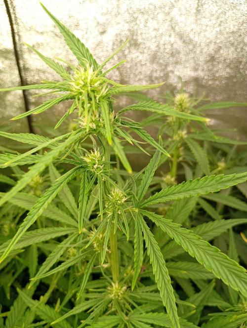 Apple Strudel Auto Fastbuds. Week 8