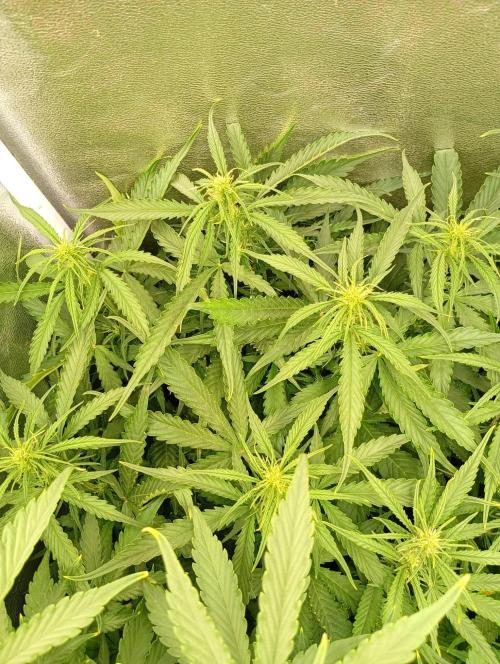 Glowberry Rush Auto Anesia Seeds. Week 8
