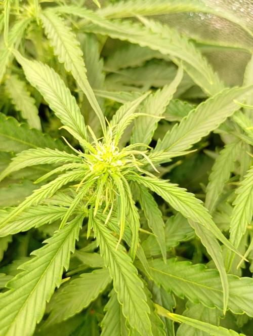 Glowberry Rush Auto Anesia Seeds. Week 8