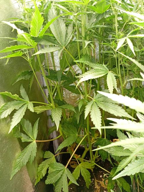 Glowberry Rush Auto Anesia Seeds. Week 8