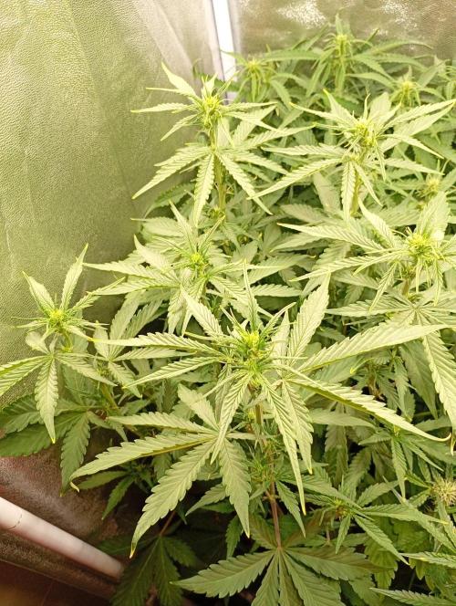 Purple Lemonade Auto RF3 Fastbuds. Week 8