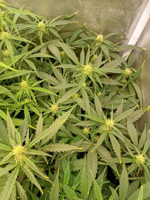 Space Cookies Auto Delicious Seeds. Week 8