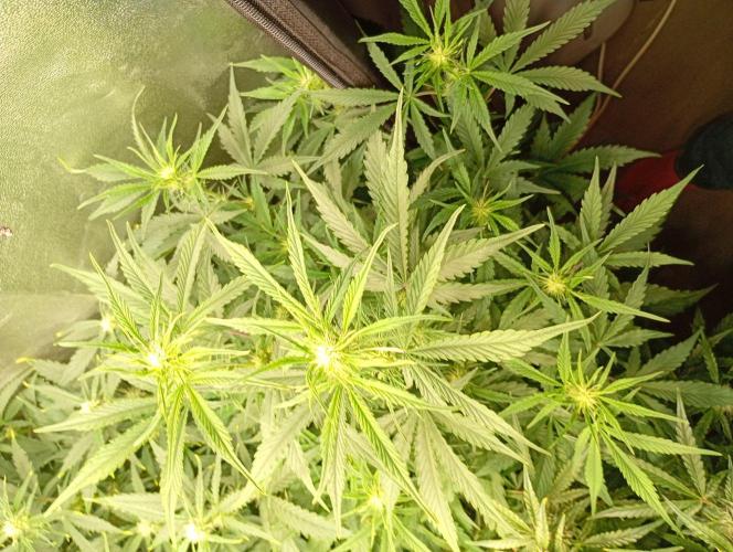 Mango Cherry Runtz Auto Fastbuds. Week 8