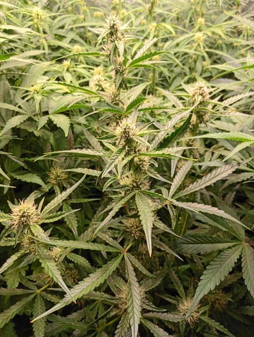 Green Gelato Auto RQS. Week 8