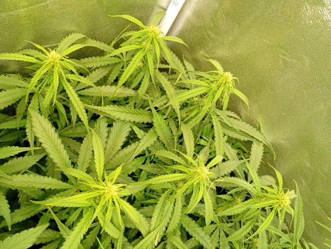 Glowberry Rush Auto Anesia Seeds. Week 8