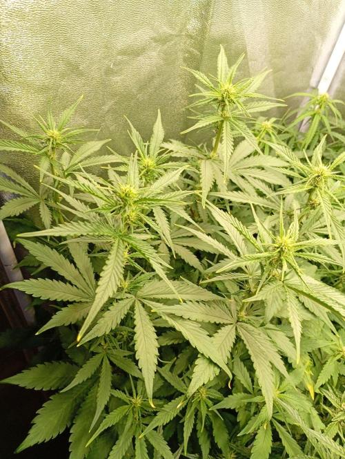 Purple Lemonade Auto RF3 Fastbuds. Week 8