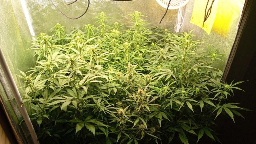 Space Cookies Auto Delicious Seeds. Week 8