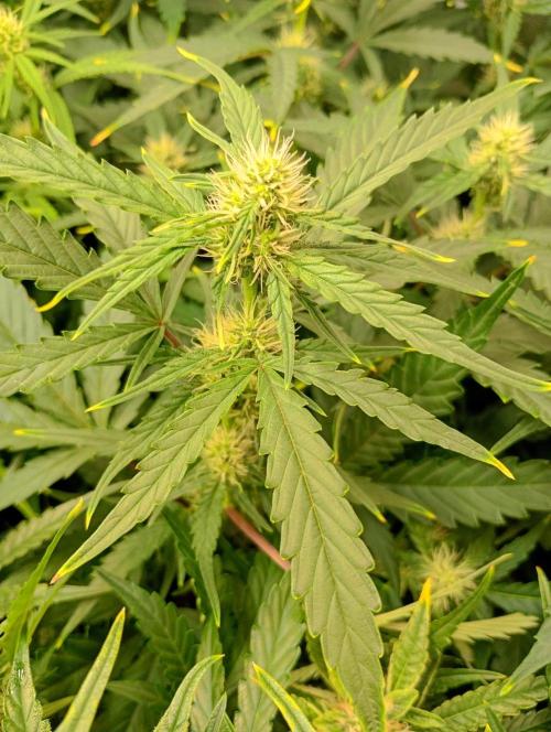 Space Cookies Auto Delicious Seeds. Week 8