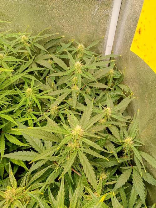 Space Cookies Auto Delicious Seeds. Week 8