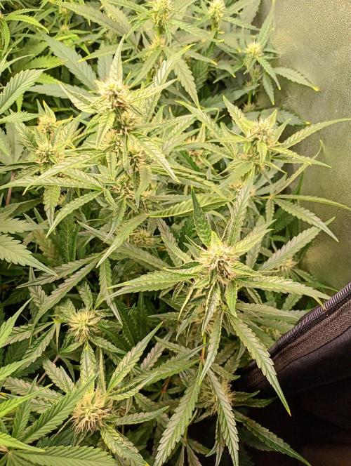 Green Gelato Auto RQS. Week 8