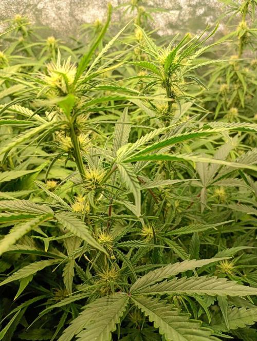 Mango Cherry Runtz Auto Fastbuds. Week 8