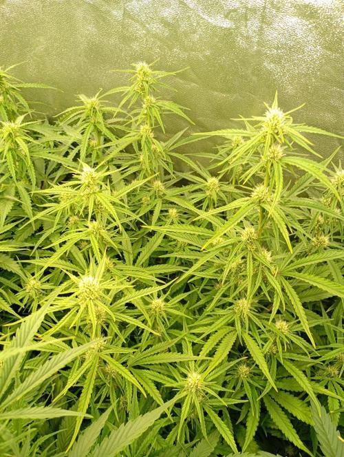 Apple Strudel Auto Fastbuds. Week 8
