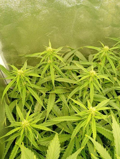 Glowberry Rush Auto Anesia Seeds. Week 8
