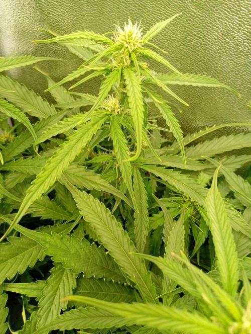 Glowberry Rush Auto. Week 8
