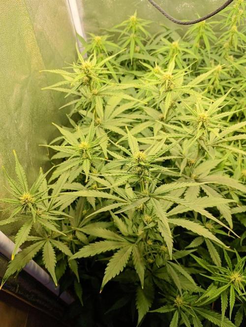Purple Lemonade Auto RF3 Fastbuds. Week 8