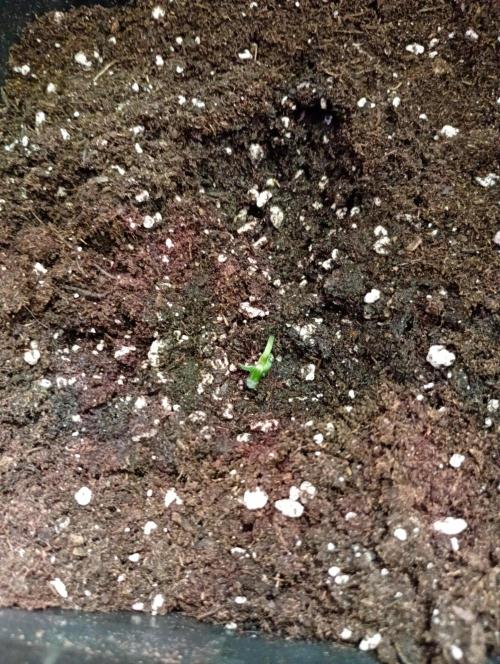 60x60x180. Week 0
