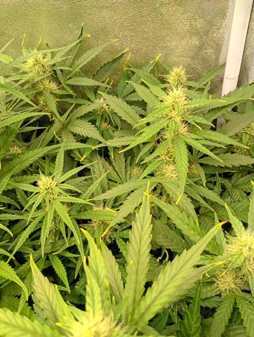 Space Cookies Auto Delicious Seeds. Week 9