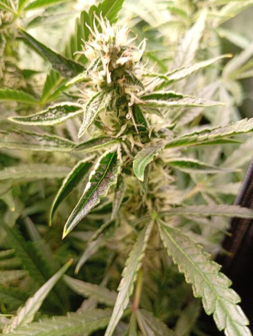 Green Gelato Auto RQS. Week 9