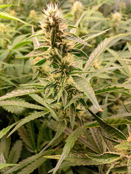 Green Gelato Auto RQS. Week 9