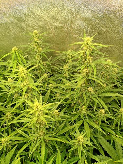 Apple Strudel Auto Fastbuds. Week 9