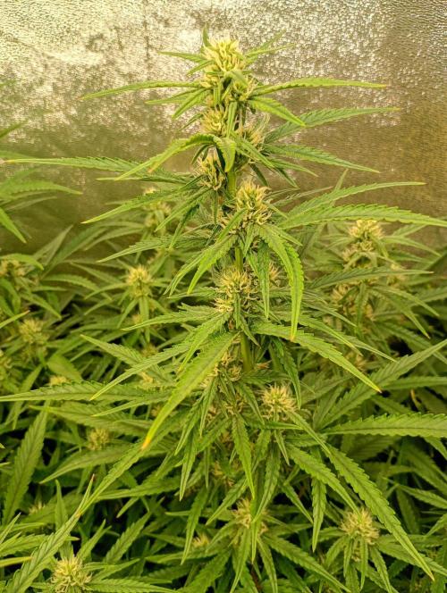 Apple Strudel Auto Fastbuds. Week 9