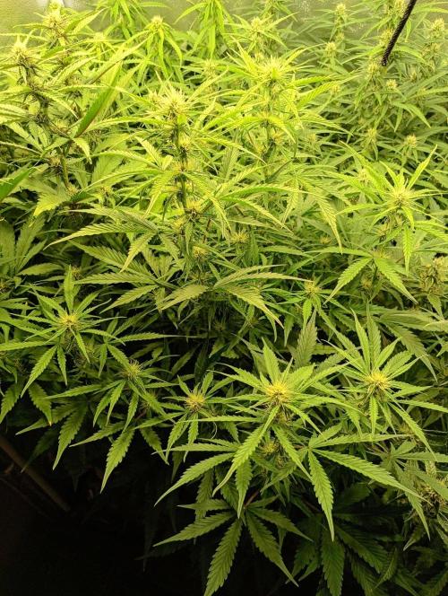 Mango Cherry Runtz Auto Fastbuds. Week 9