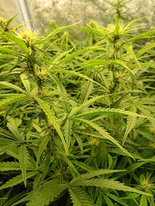Mango Cherry Runtz Auto Fastbuds. Week 9