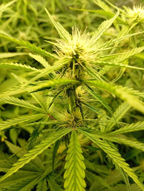 Mango Cherry Runtz Auto Fastbuds. Week 9