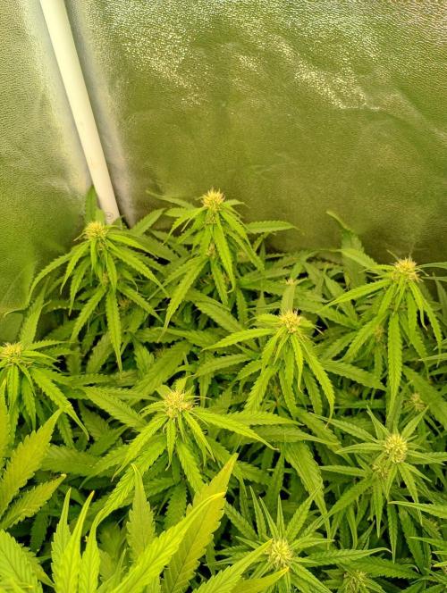 Glowberry Rush Auto Anesia Seeds. Week 9