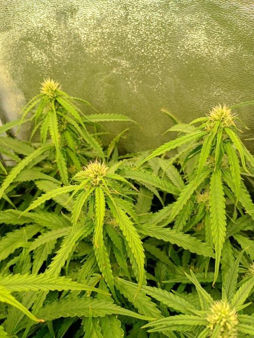 Glowberry Rush Auto Anesia Seeds. Week 9