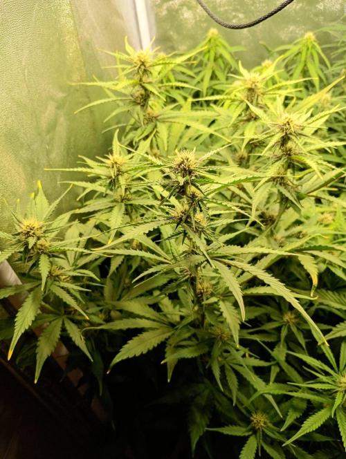 Purple Lemonade Auto RF3 Fastbuds. Week 9