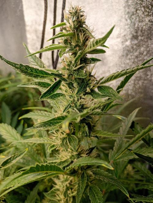 Green Gelato Auto RQS. Week 9