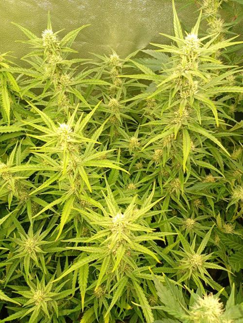 Apple Strudel Auto Fastbuds. Week 9