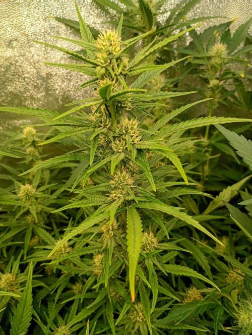 Apple Strudel Auto Fastbuds. Week 9