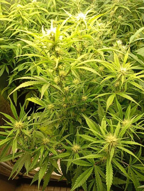 Mango Cherry Runtz Auto Fastbuds. Week 9