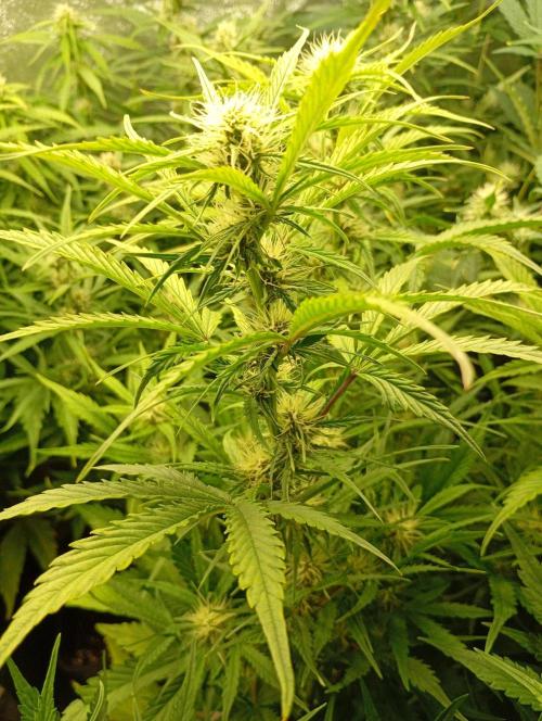 Mango Cherry Runtz Auto Fastbuds. Week 9