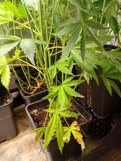 Mango Cherry Runtz Auto Fastbuds. Week 9