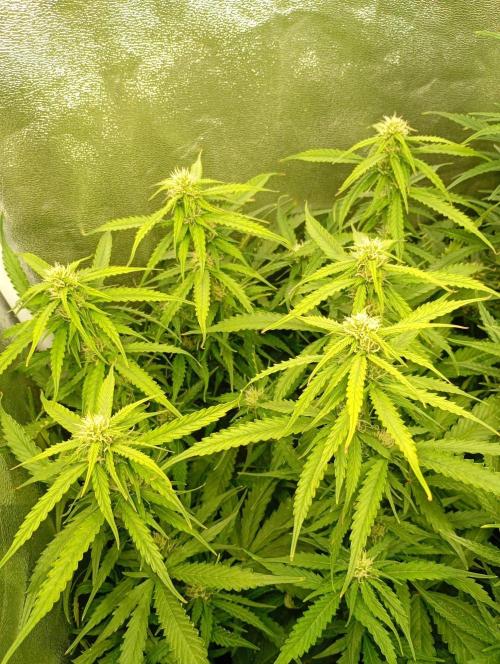 Glowberry Rush Auto Anesia Seeds. Week 9