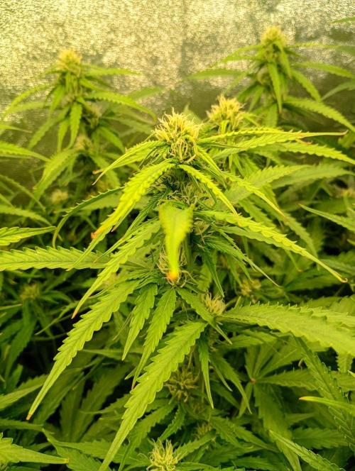 Glowberry Rush Auto Anesia Seeds. Week 9