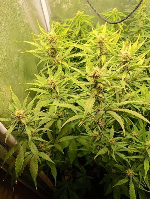 Purple Lemonade Auto RF3 Fastbuds. Week 9
