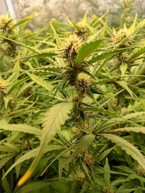 Purple Lemonade Auto RF3 Fastbuds. Week 9