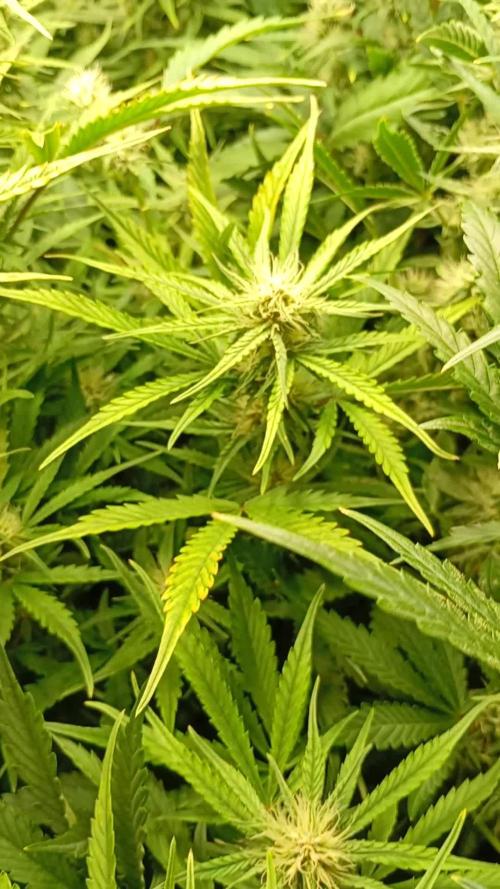 Mango Cherry Runtz Auto. Week 9