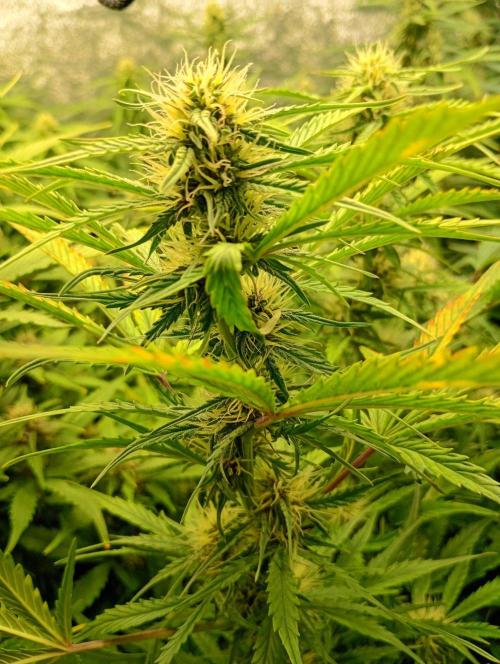 Mango Cherry Runtz Auto. Week 9