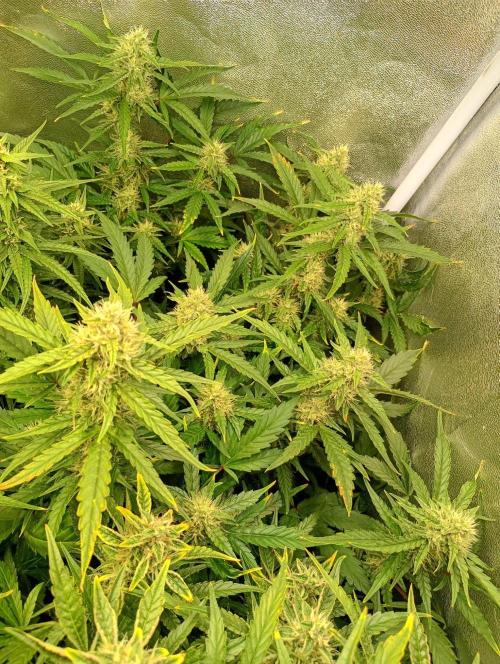 Space Cookies Auto Delicious Seeds. Week 9