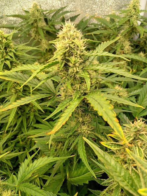 Space Cookies Auto Delicious Seeds. Week 9