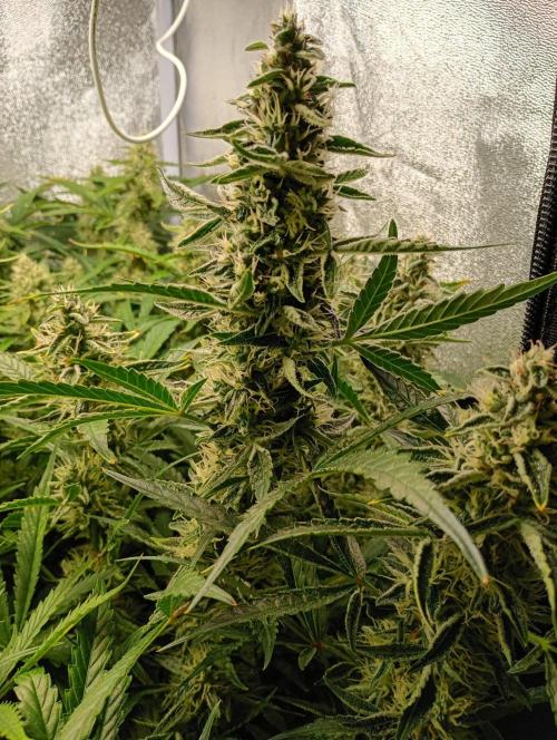Green Gelato Auto RQS. Week 10