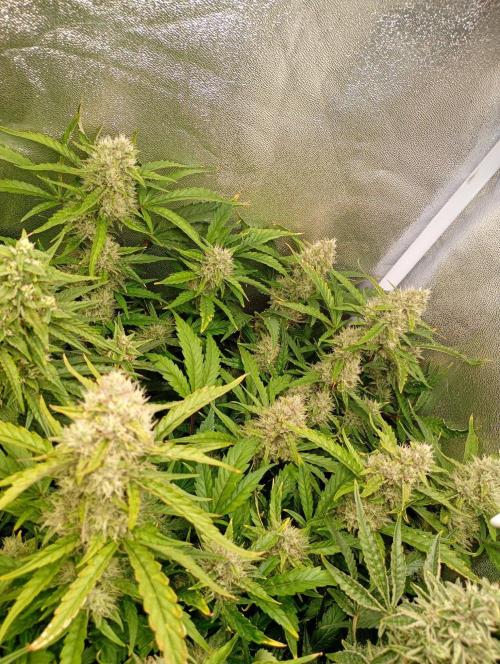 Space Cookies Auto Delicious Seeds. Week 10